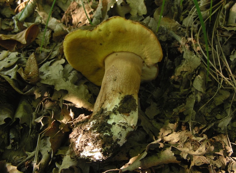 Un polentone in castagneto